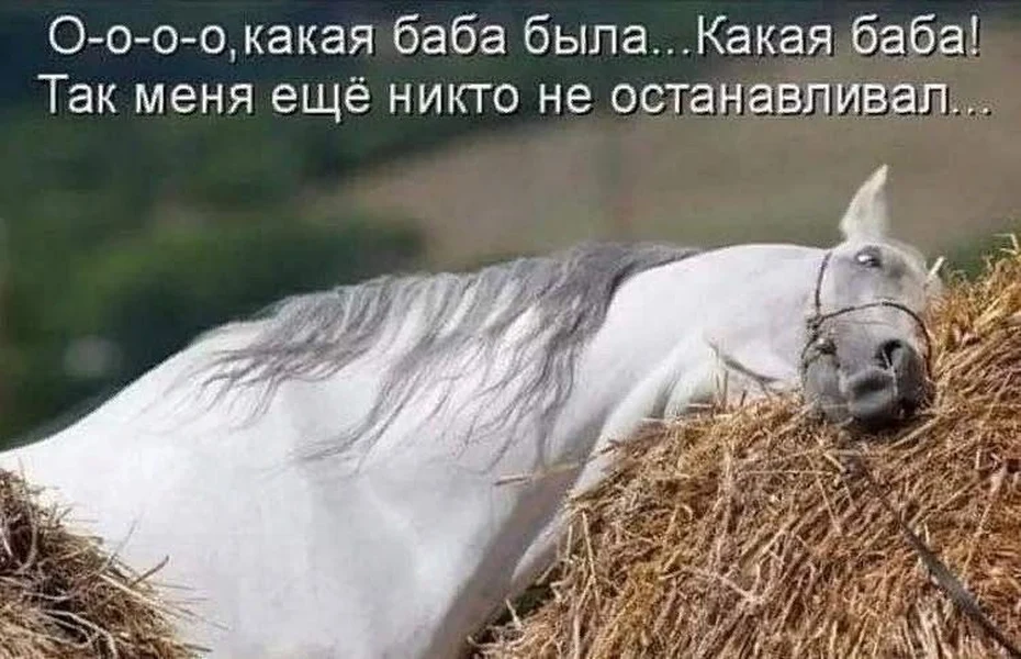 Лошадь устала. Лошадь вспомнила. Лошадь больше так не может.