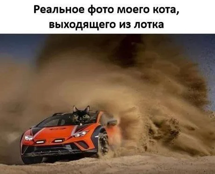 Лоток: «тихая гигиена».<br> Кот: WRC чемпион 2025.