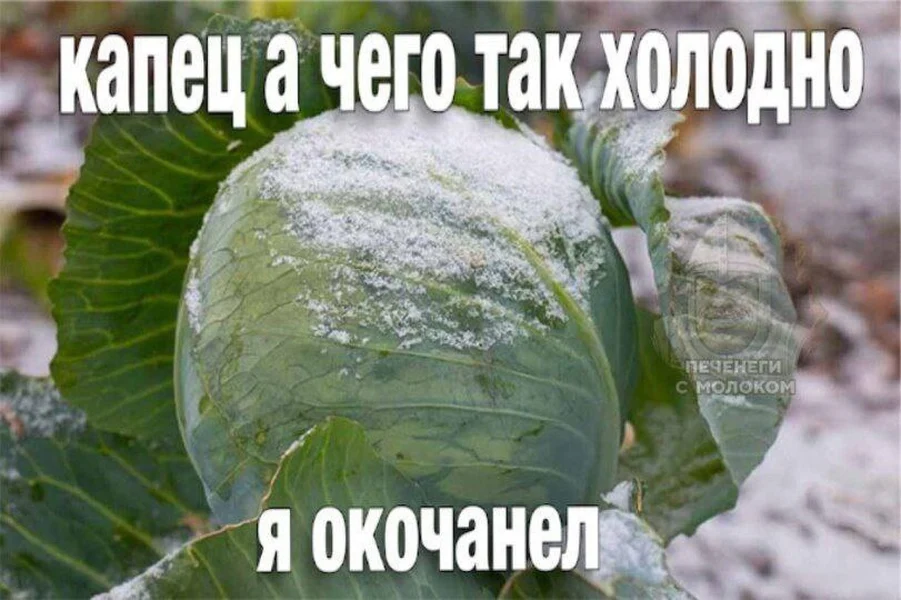 Холодно так, что даже овощи каламбурят.