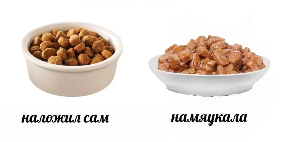 Когда кормишь кота нормальной едой, но он хочет только ту, что сопровождается громким МЯУ.