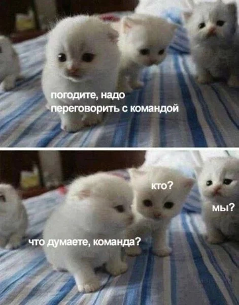 Что думаете, команда?