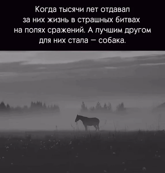 Великий воин прошлого. Сегодня — лишь тень в тумане.