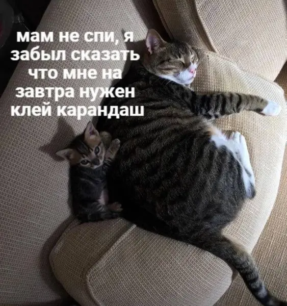 Мам, не спи... Мне завтра в школу с заданием!