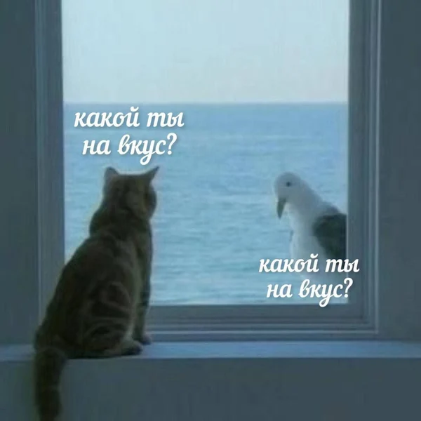 Кот и чайка одновременно думают об одном…