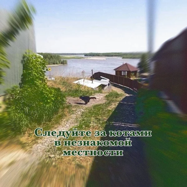 Иногда лучший навигатор — это случайный кот