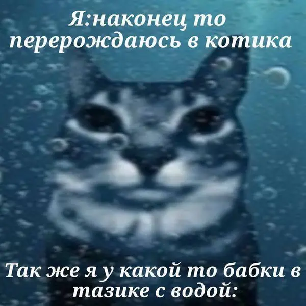 Реинкарнация в кота, но почему-то у бабушки в тазу