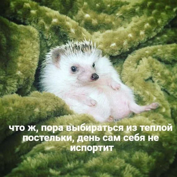 Зачем вставать? Чтобы активно разочаровываться в жизни!