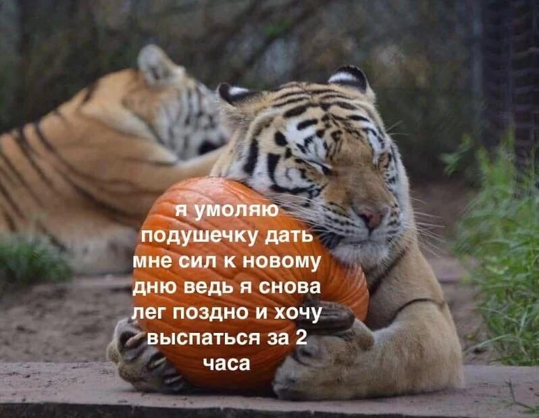 я умоляю подушечку дать мне сил, ведь я снова лег поздно и хочу выспаться за 2 часа