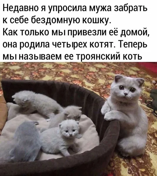 Забрали одну кошку с улицы, а получили целое пушистое семейство. Теперь у нас в доме троянский кот.