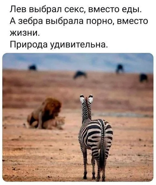 Discovery Channel после 22:00: 🦁🦓✨