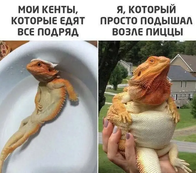 Мой метаболизм — это проклятие древнего ящера.