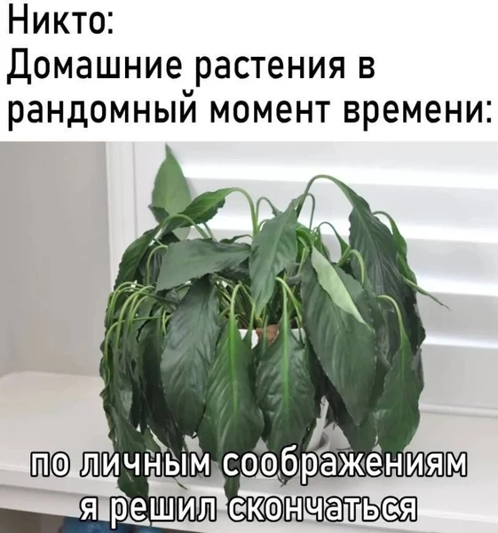 Зелёная трагедия в три акта и один горшок.