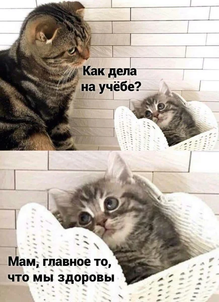 — Как учёба?<br> — Мы живы. А оценки… не все так могут.