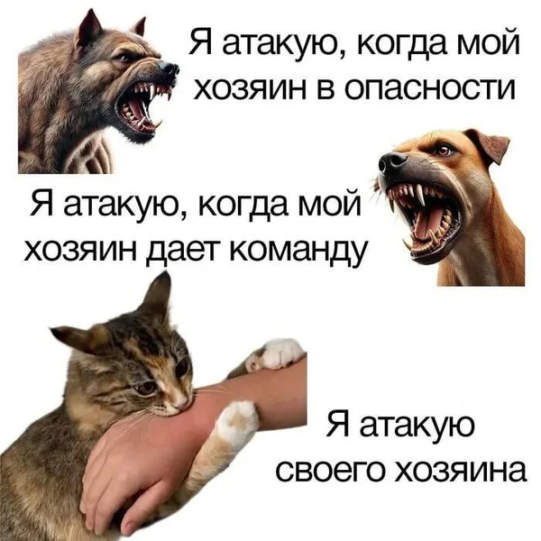 Собаки атакуют врагов, а кот — тебя.