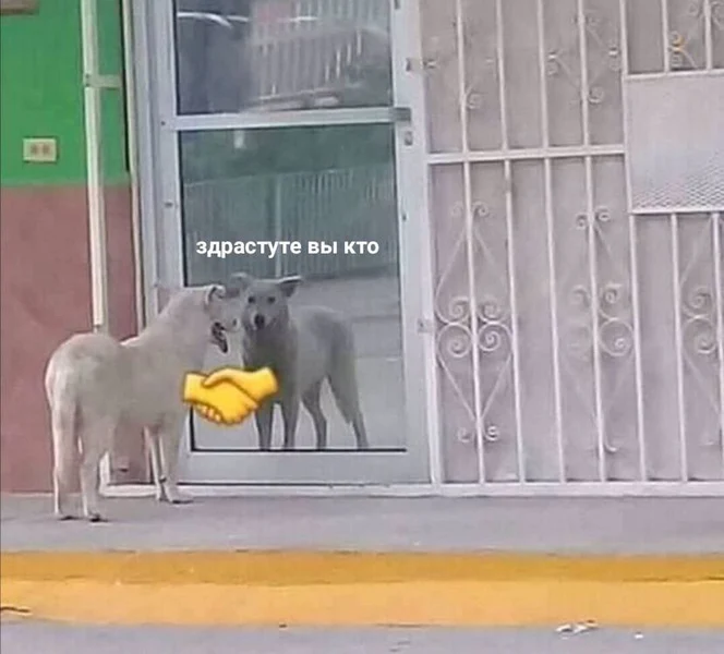 Когда не ожидал встретить такого умного красавца