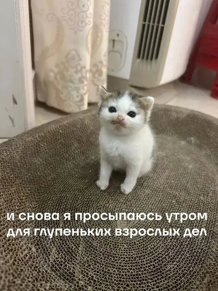 Этот котёнок лучше всех знает, что значит вставать ради дел, которые не просил.