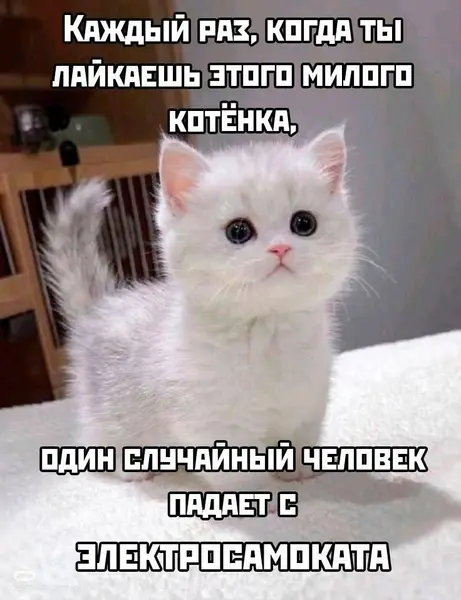Лайкнул котёнка — кто-то навернулся с самоката. Баланс соблюдён.