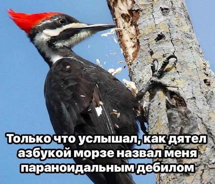 Когда шизоидность достигла нового уровня и даже дятел стучит на тебя