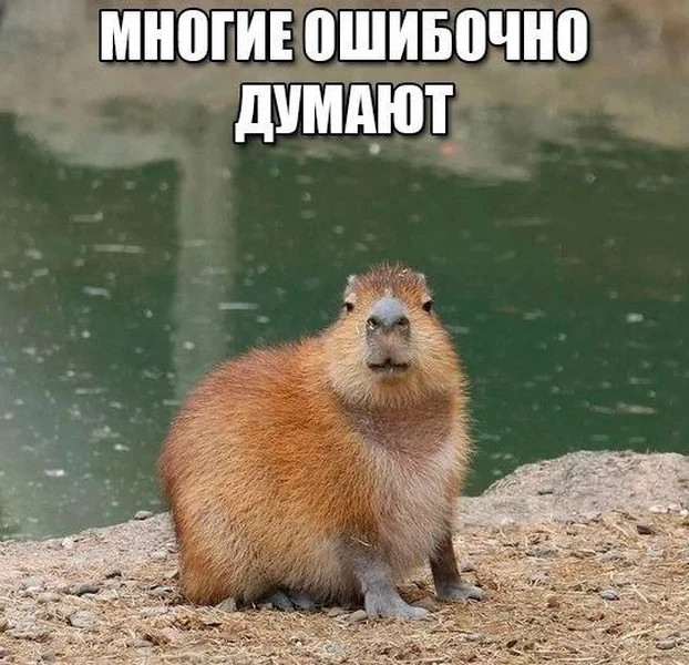 Капибара знает, что вы опять неправы.