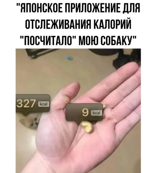 Грех не следить за БЖУ, когда у тебя собака — почти как каша с маслом