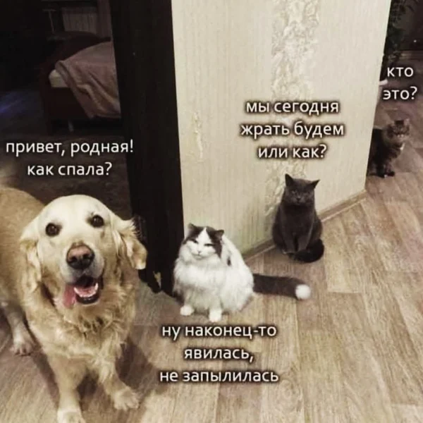 Когда только проснулась, а тебя уже встречают с вопросами и обвинениями.