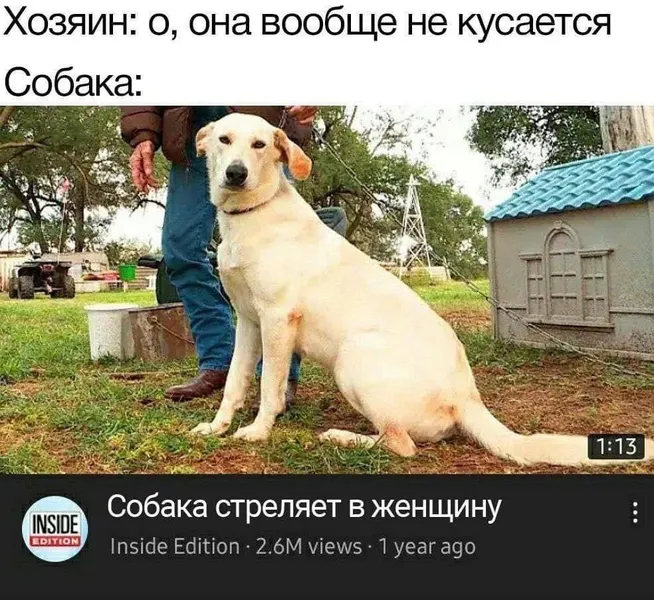 Когда хозяин говорит, что собака добрая, а ты уже читаешь криминальные сводки.