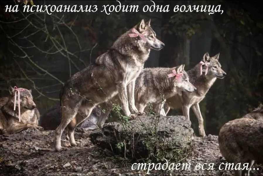 На психоанализ ходит одна волчица, страдает вся стая.