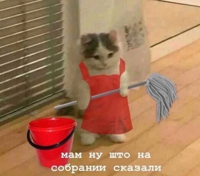 Когда котик уже морально готов к генеральной уборке после родительского собрания.