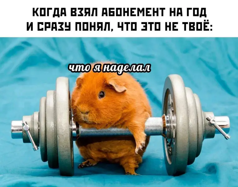 Когда решил начать новую жизнь с понедельника, купил абонемент на год и… понял, что сделал это зря.