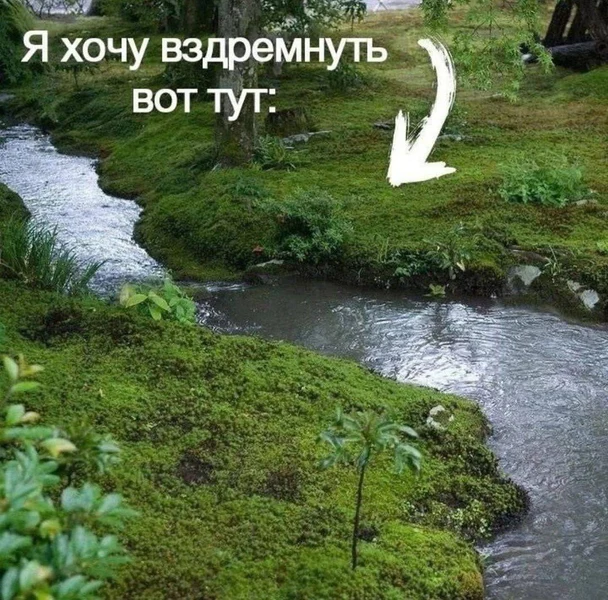 Когда уровень стресса превышен, и ты — мох. Просто мох.