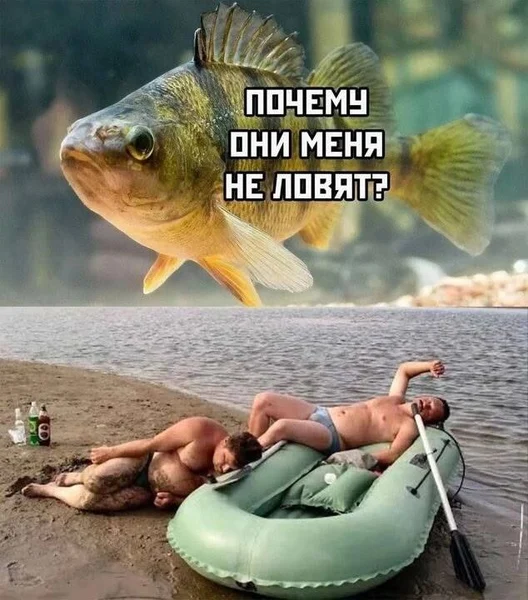Когда ты готов к великой битве на крючке, а они — к великому лежанию в лодке