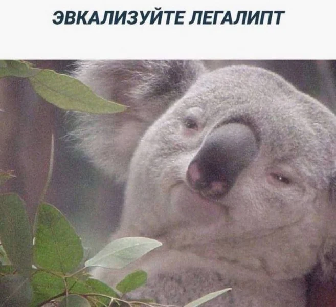 Настроение: эвкализован и легалиптирован.