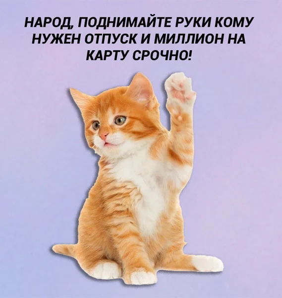 Голосую лапкой. И сразу в самолёт.