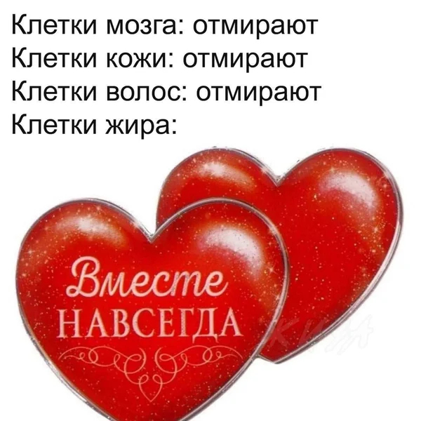 Когда всё в теле обновляется, кроме самого преданного — жира.