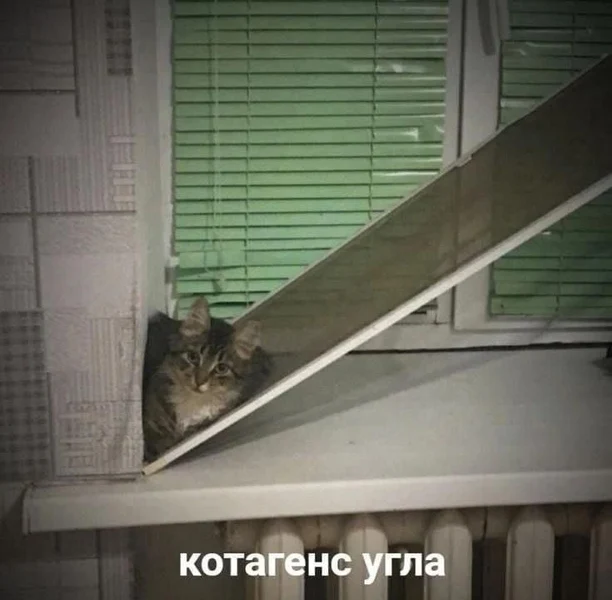 Этот кот не просто кот. Он котагенс. Котагенс угла.