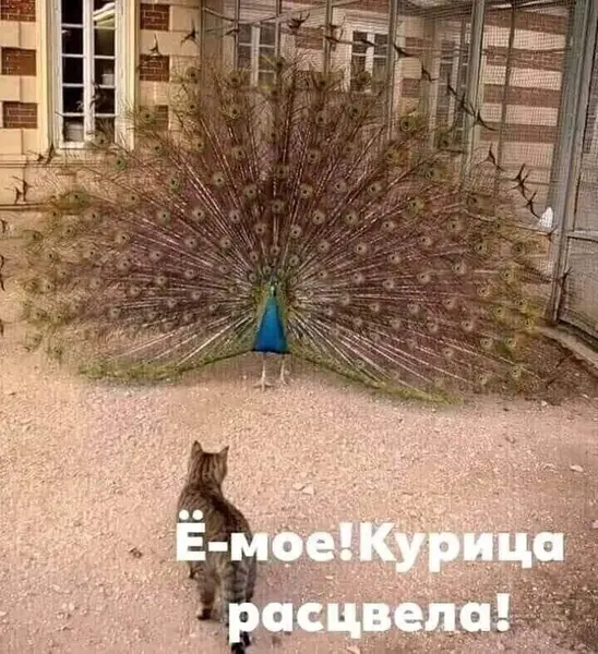 Когда увидел павлина впервые в жизни и слегка офигел.