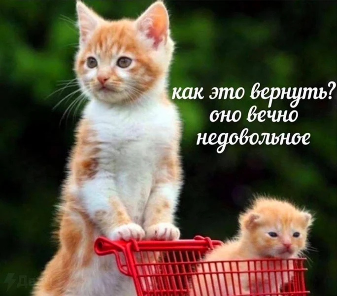Когда заказал себе внутренний покой, а приехал снова этот ворчливый котёнок 🐱😒