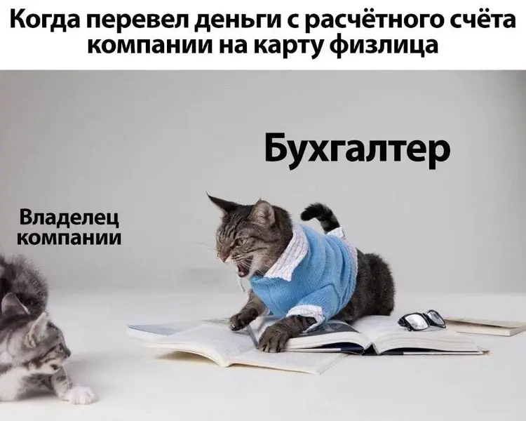 Кот-бухгалтер в режиме налогового гнева.