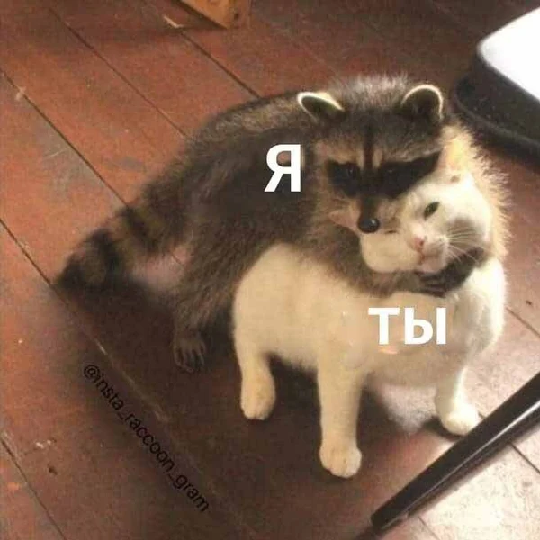 Когда я слишком сильно люблю тебя 🦝❤️🐱