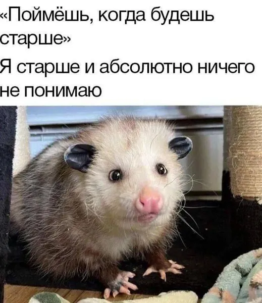 Взрослая жизнь — это когда не стало яснее, просто стало тише.