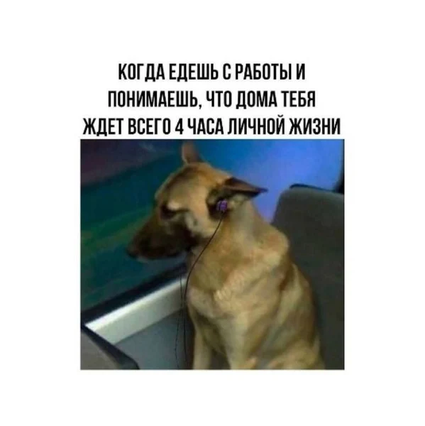 Когда твоя жизнь — это работа и немного сна 🐕💼