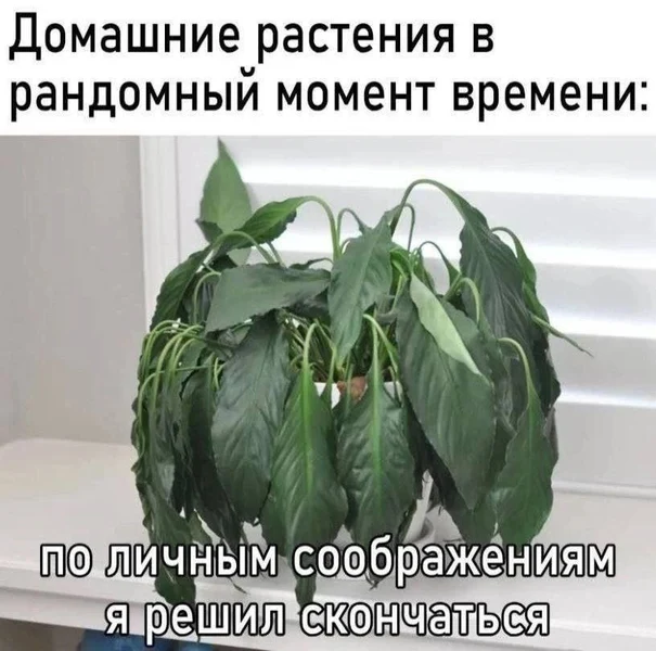 Когда поливаешь, ухаживаешь, а цветок всё равно решает умереть.