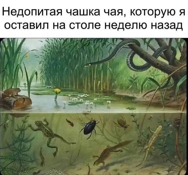 Когда твой чай решил эволюционировать