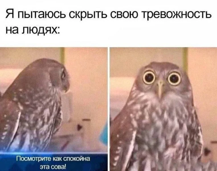 Спокойствие — это просто паника в замедленном режиме 🦉