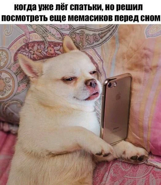 Тот самый момент, когда «один мем перед сном» превращается в три часа исследований человеческой глупости