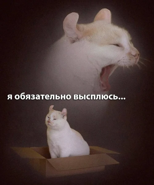 План на неделю: спать. Реальность: выживать