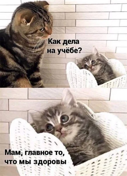 Образование временно, а здоровье — навсегда