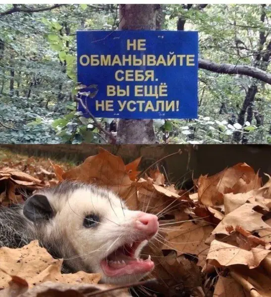 Когда мотивационные цитаты попадают не в сердце, а в выгорание