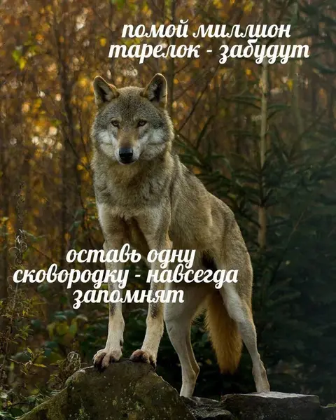 Народная мудрость домохозяек и волков: главное — не забыть про сковородку