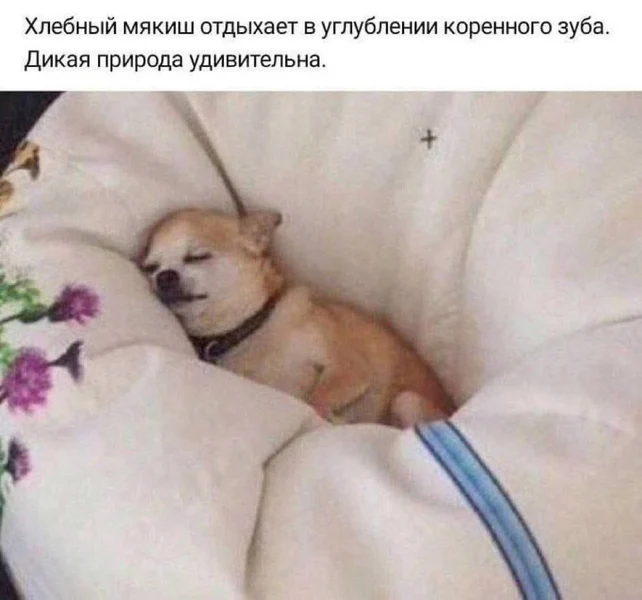 Маленький, мягкий и в гармонии с природой.